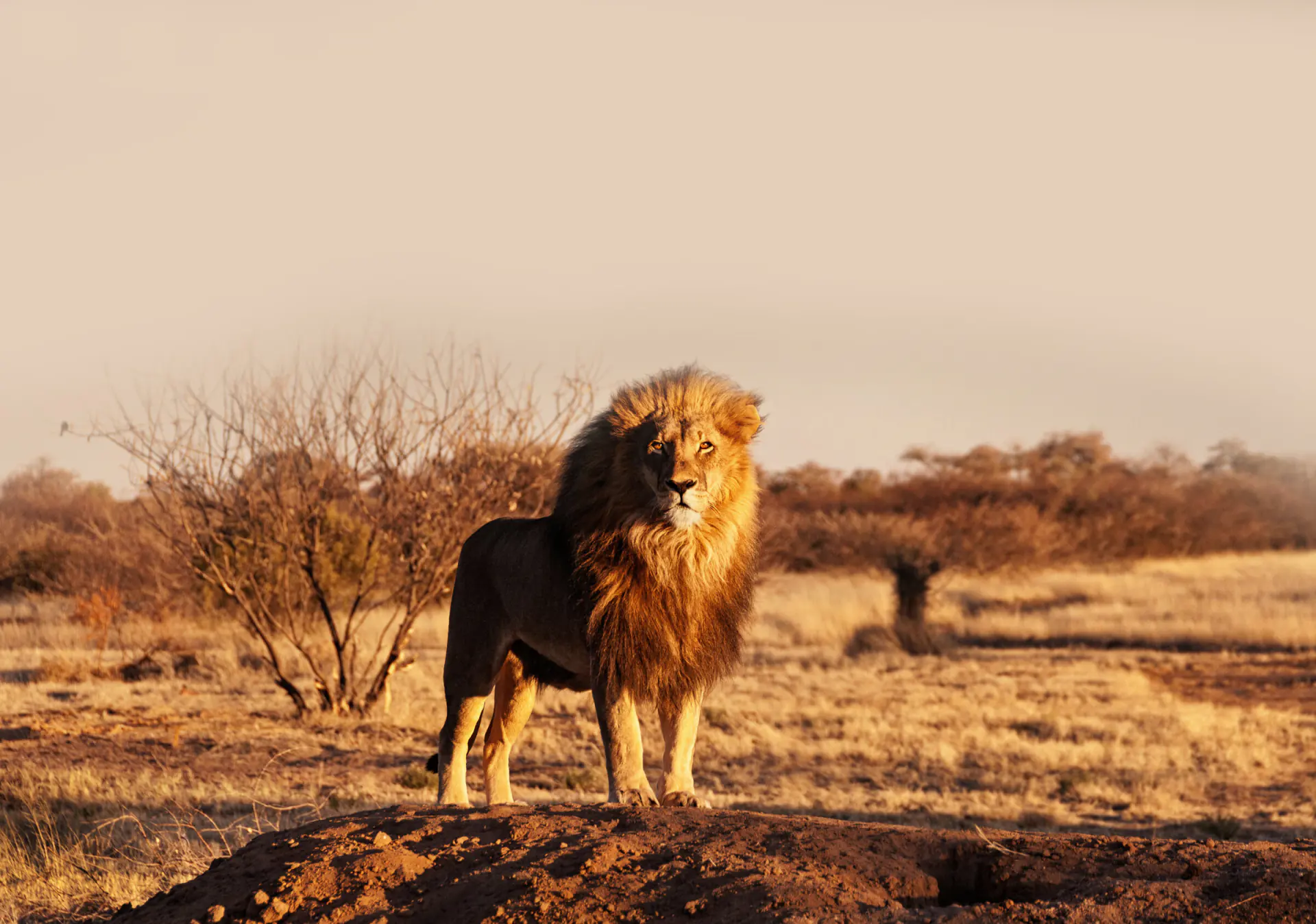Львы в саванне